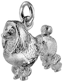 Standard Poodle