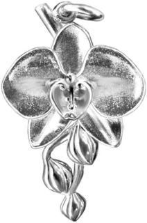Moth Orchid, large