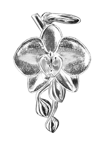 Moth Orchid, small
